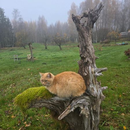Baltas Raganinas Pirts Villa Sabile Dış mekan fotoğraf